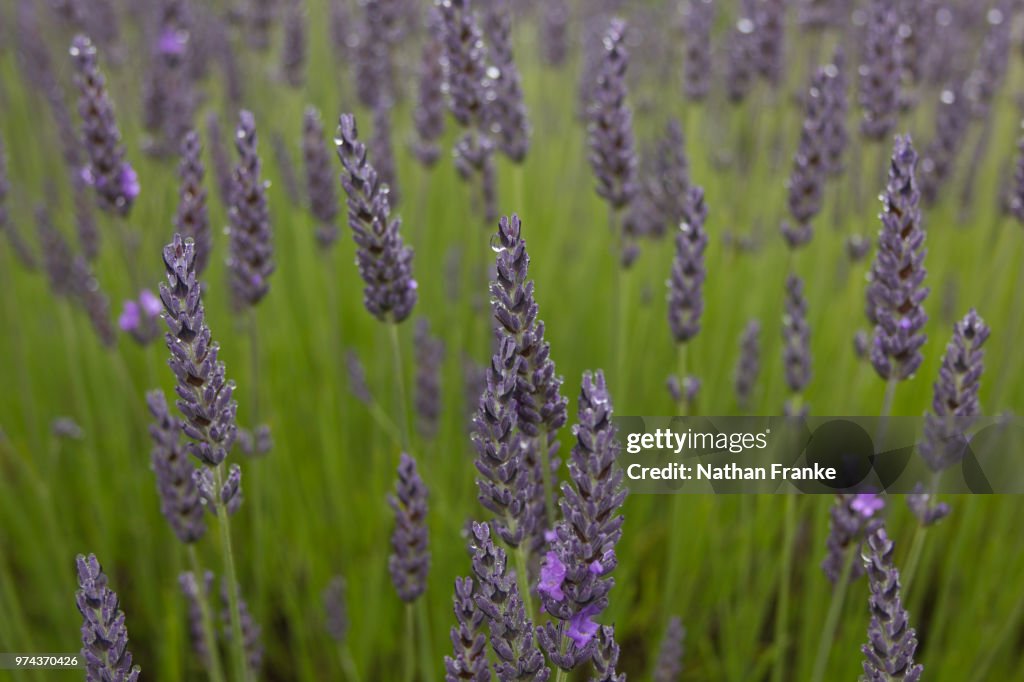 Lavender