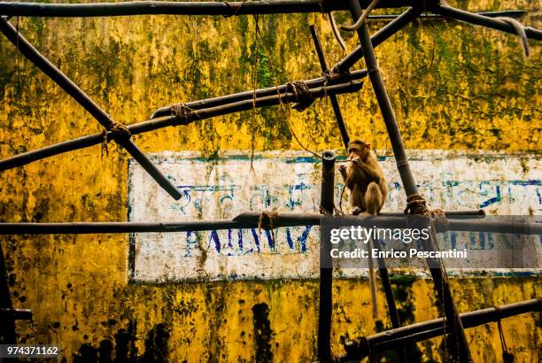 Monkey Open Rust Rust Monkey Photos and Premium High Res Pictures - Getty Images