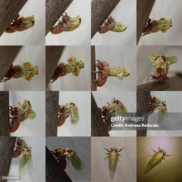 magicicada septendecim - magicicada septendecim stock pictures, royalty-free photos & images