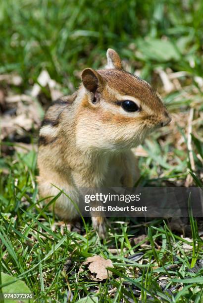 chip002 - eastern chipmunk stock pictures, royalty-free photos & images