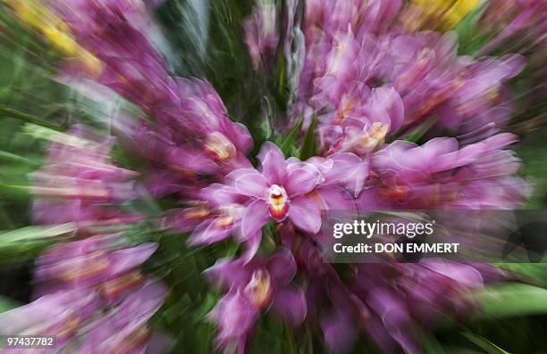 Photo of Happy Face "Amaranth" at the 8th Annual Orchid show March 4, 2010 at the New York Botanical Garden. Thousands of colorful Orchids are in the...