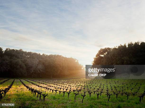 vineyard at sunset - paso robles stockfoto's en -beelden