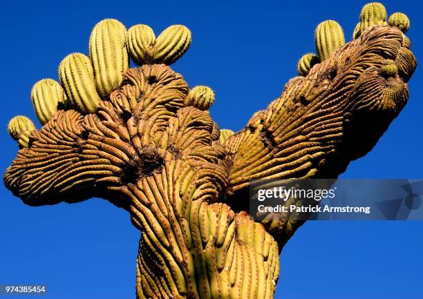 mangled old cactus - mangled stock pictures, royalty-free photos & images