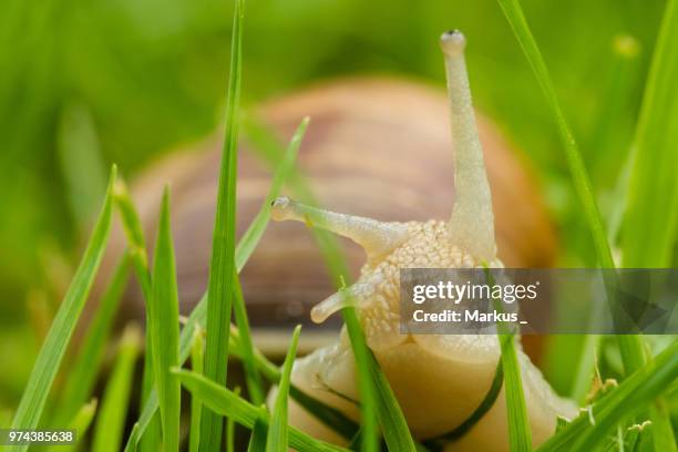 close-up of snail, ludwigsburg, germany - ludwigsburgo stock pictures, royalty-free photos & images