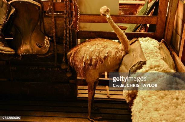 the taxidermists place - emu farming stockfoto's en -beelden