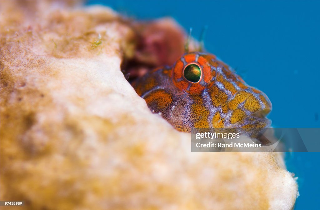 Tasselated blenny