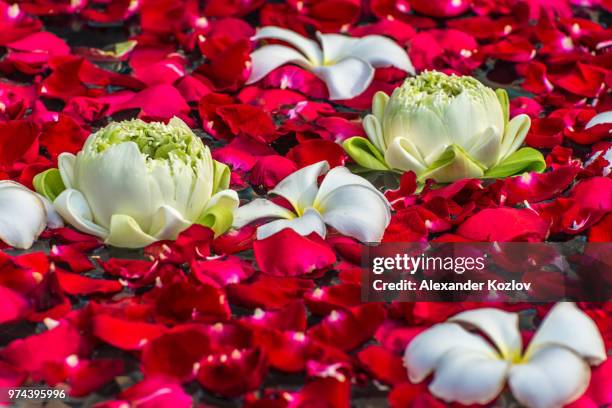 rose petals, lotos and plumeria flowers - alexander rosen stock-fotos und bilder