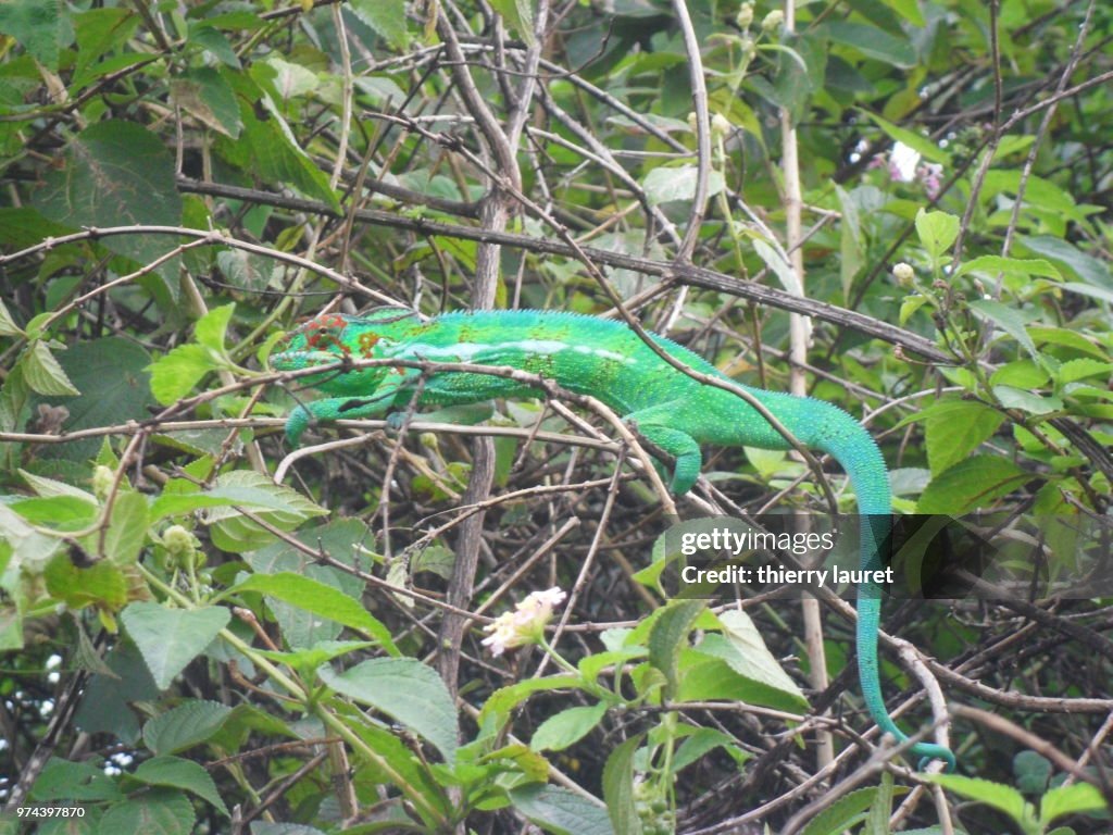 Cameleon "endormi