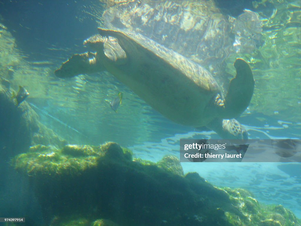 Tortue verte marine