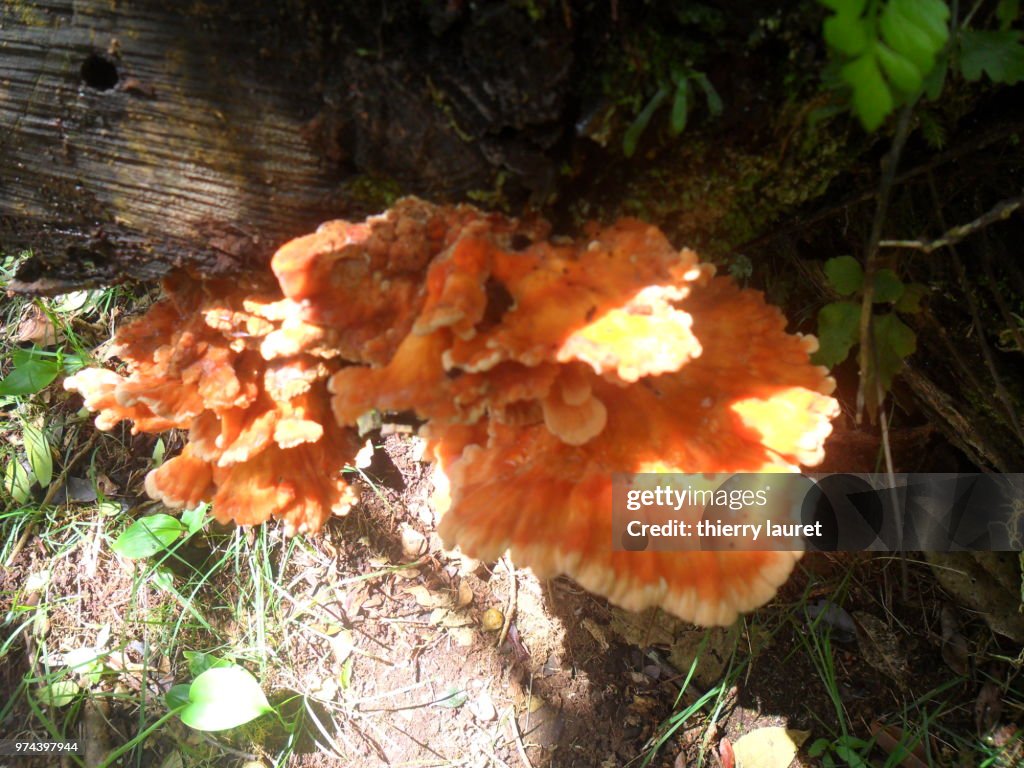 Favoloshia calocera