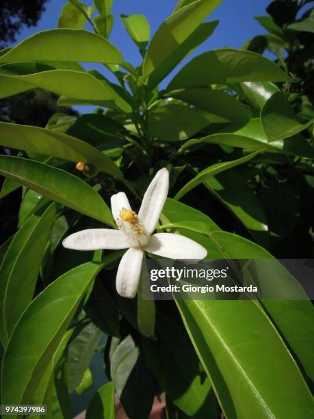 lemon flower in... villa d'este - tivoli - este villa stock pictures, royalty-free photos & images