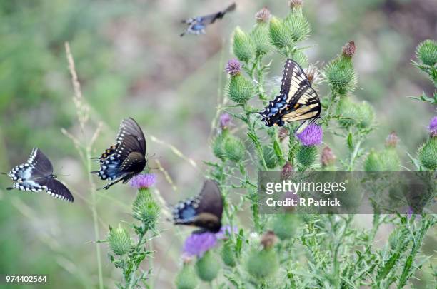 butterflies feeding frenzy - feeding frenzy stock pictures, royalty-free photos & images