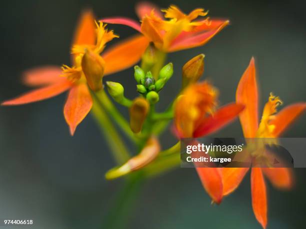 epidendrum hybrid - epidendrum stock pictures, royalty-free photos & images