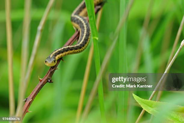 Snakes Rump 835 Mark Rump Stock Photos, High-Res Pictures, and Images - Getty Images