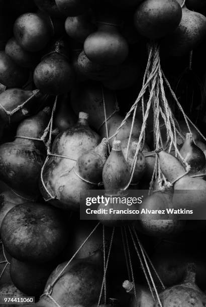 bules - red shallot stock pictures, royalty-free photos & images