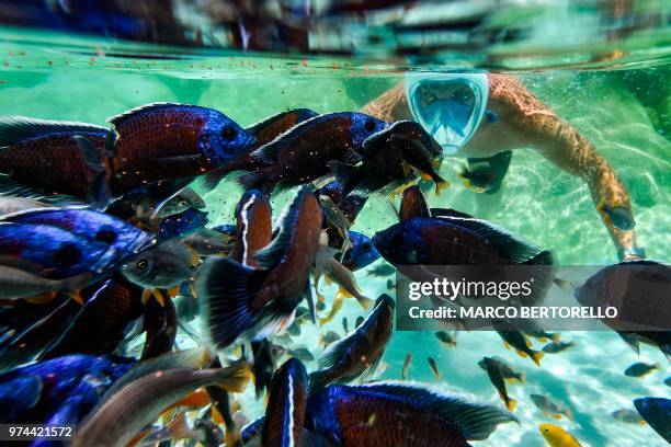 233 Zoom Of The Fish Stock Photos, High-Res Pictures, and Images