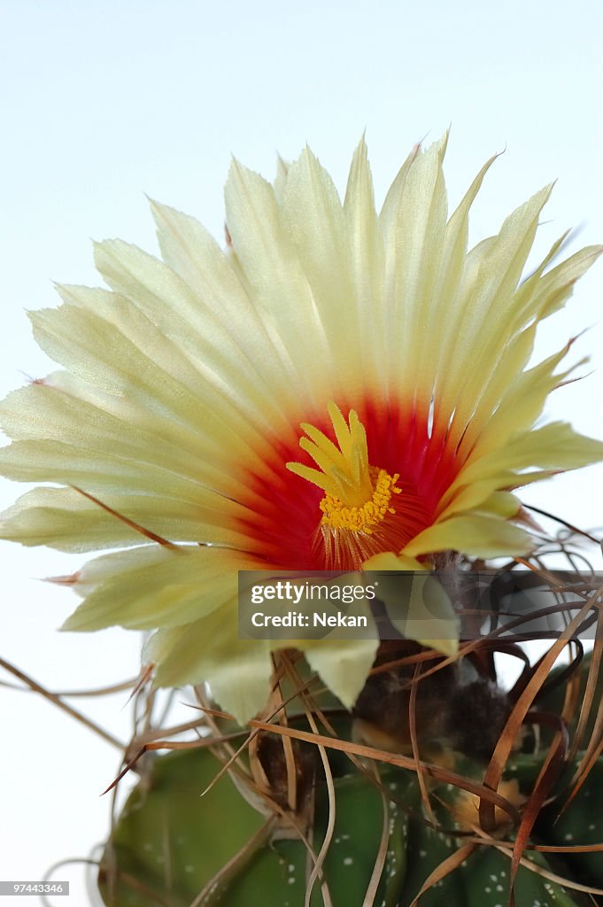 Blooming cactus onagainst a background of blue sky.