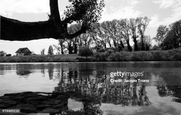 l'albero narciso - albero stock pictures, royalty-free photos & images