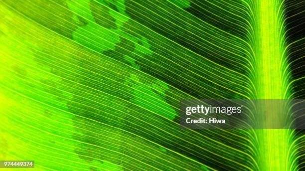 282 Linear Leaf Pattern Stock Photos, High-Res Pictures, and Images ...