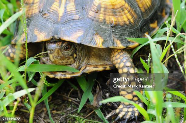 Box Turtle Shell Photos and Premium High Res Pictures - Getty Images