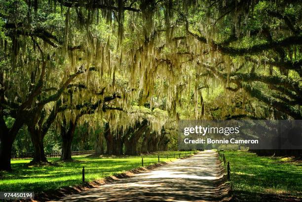 path through park, charleston, south carolina, usa - the charleston stock pictures, royalty-free photos & images