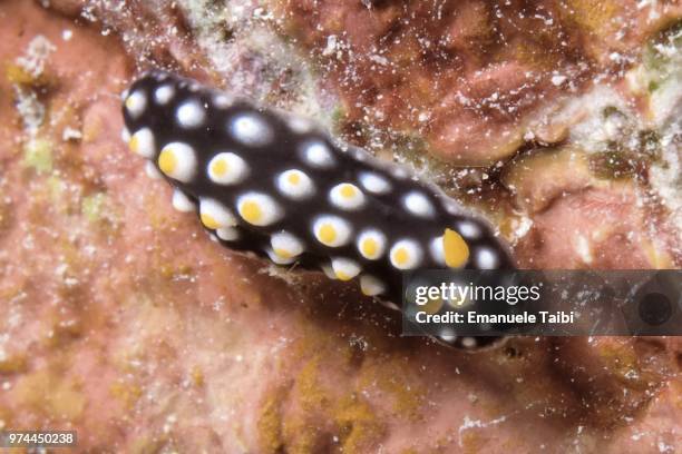 Phyllidia Phyllidia Sea Slug Photos and Premium High Res Pictures - Getty Images