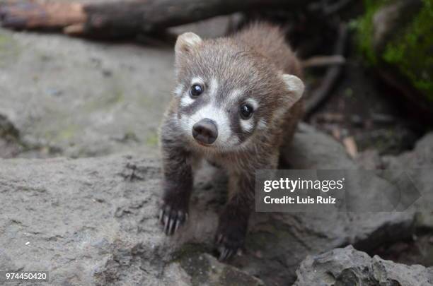 white nosed coati (nasua narica) looking at camera, cuernavaca, mexico - coati stock-fotos und bilder