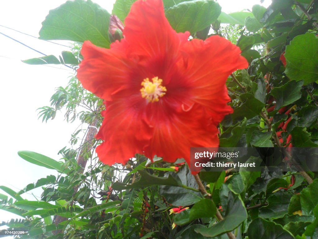Hibiscus