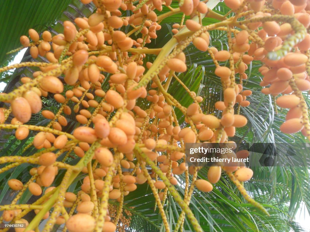 Palm fruit
