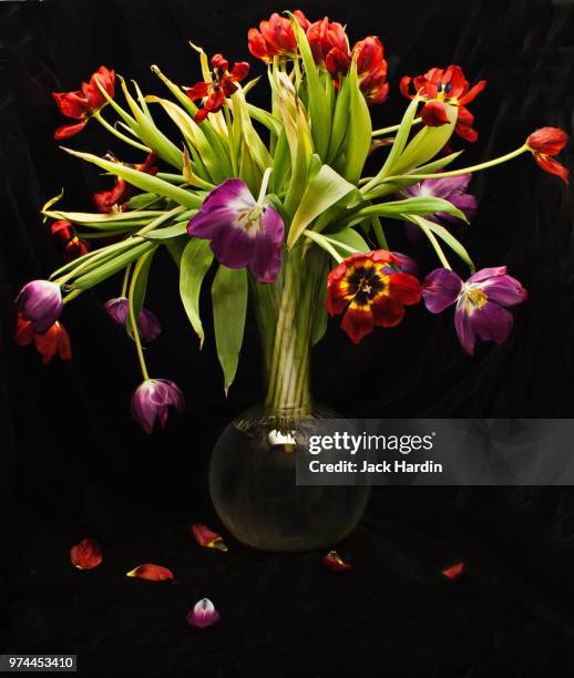 wilting bunch of tulips in vase - glass vase black background foto e immagini stock