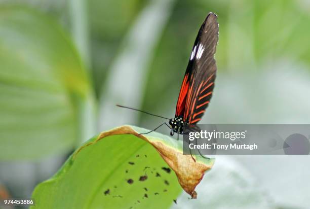 Postman Insect 259 Postman Butterfly Stock Photos, High-Res Pictures, and Images ...