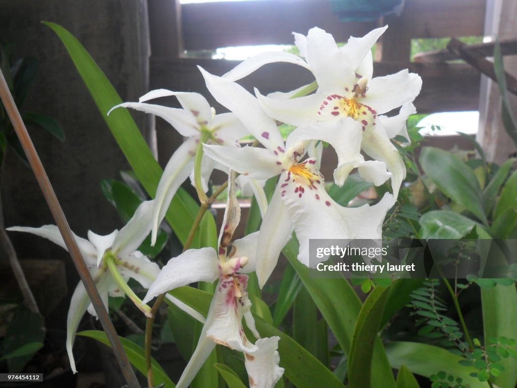Orchid