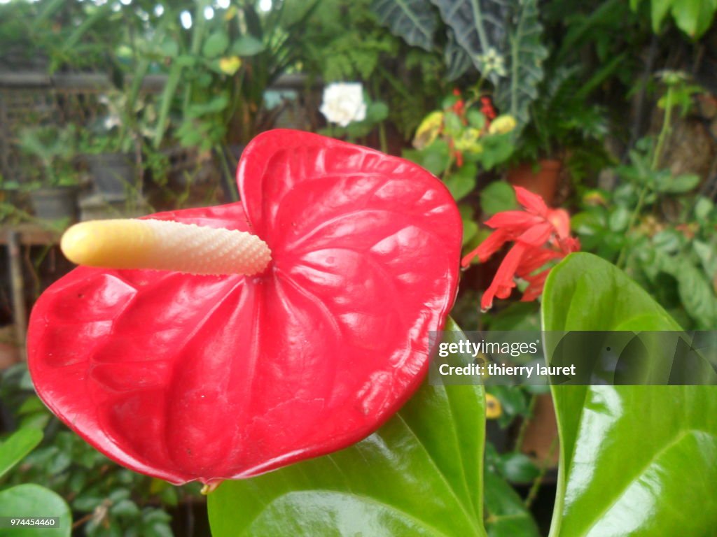 Anthurium