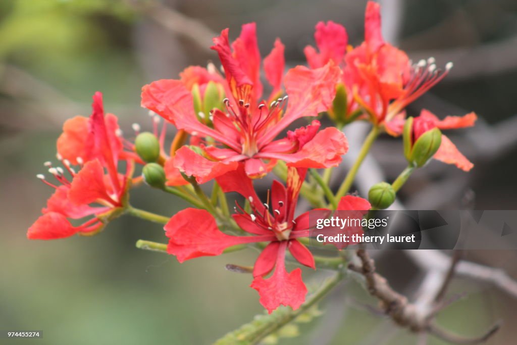 Flame tree