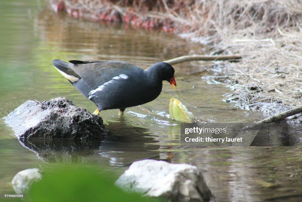 Poule d'eau