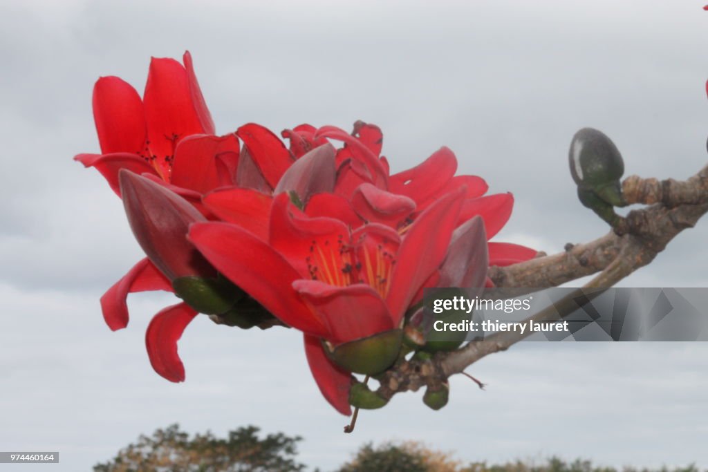Fleur de baobab