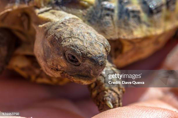 71 Turtle Computer Stock Photos, High-Res Pictures, and Images - Getty ...