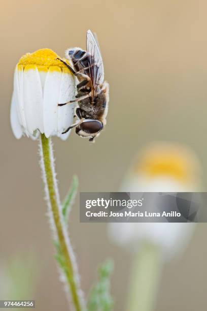 cabeza abajo en la margarita - cabeza stock pictures, royalty-free photos & images