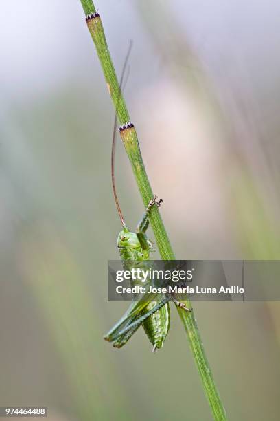 saltamontes camuflado - saltamontes imagens e fotografias de stock