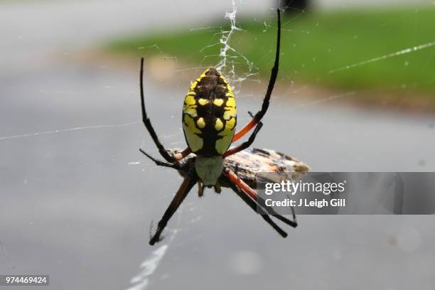 life & death on the web - orb web spider stock pictures, royalty-free photos & images