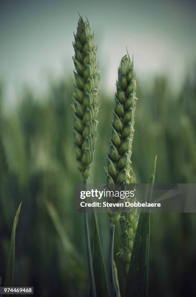 wheat (triticum spp.) detail, sint-lievens-houtem, belgium - spp stock pictures, royalty-free photos & images