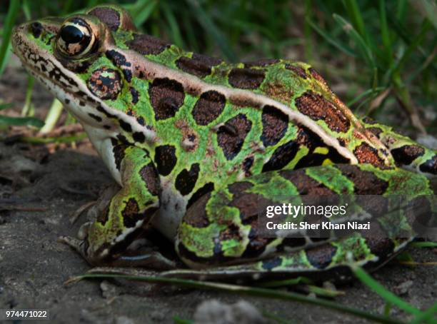 ribbit...ribbit... - leopard frog stock pictures, royalty-free photos & images