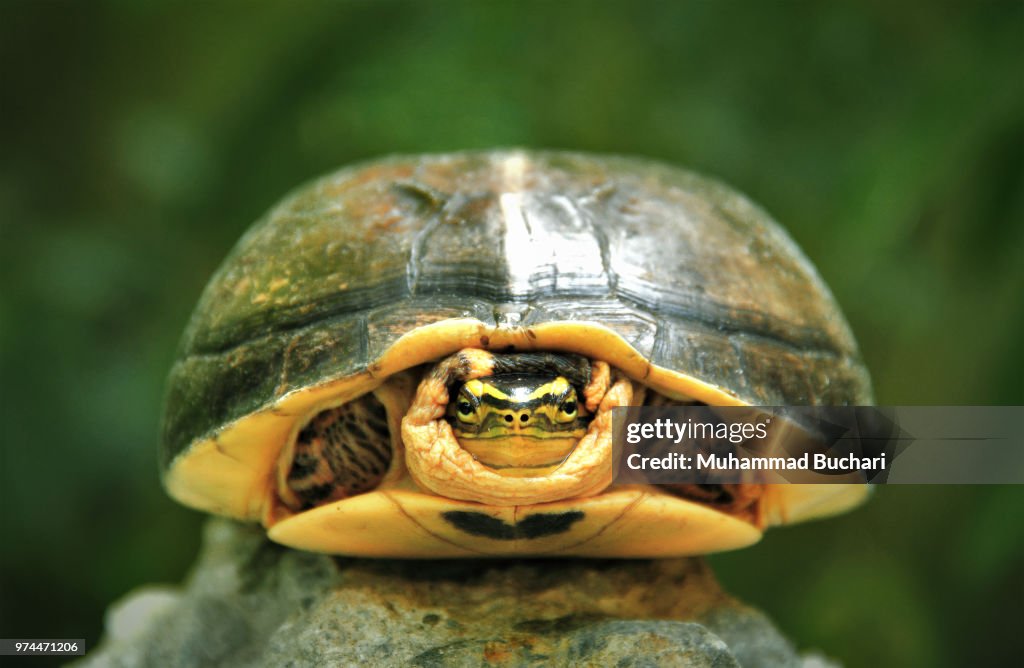 Turtle Hiding In Shell Turtle Hiding In His Shell Medan Indonesia High-Res Stock Photo - Getty ...