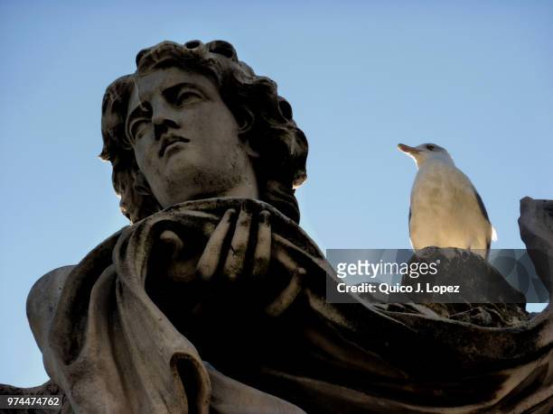 life in rome - animal body stock pictures, royalty-free photos & images