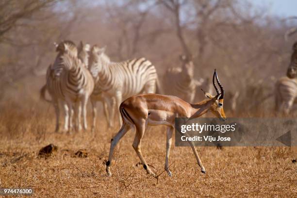 impala (aepyceros melampus) antelope with zebras in the background, kruger national park, south africa - impala stock-fotos und bilder
