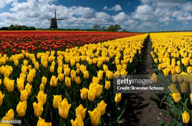 out in the tulip fields - schoon stock pictures, royalty-free photos & images