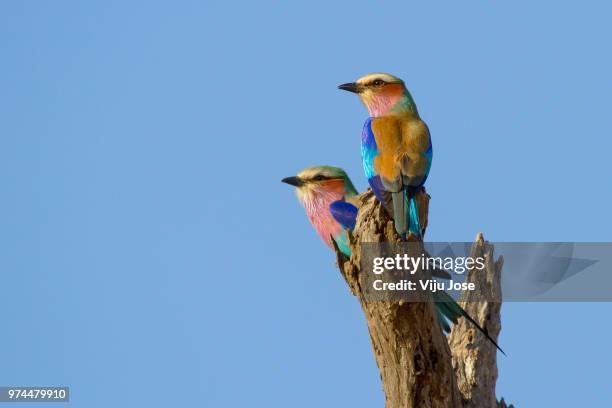 lilac-breasted rollers (coracias caudatus) pair, kruger national park, south africa - lilabröstad blåkråka bildbanksfoton och bilder