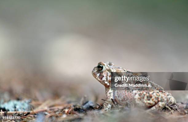 fowler's toad (bufo fowleri) - toad stock pictures, royalty-free photos & images