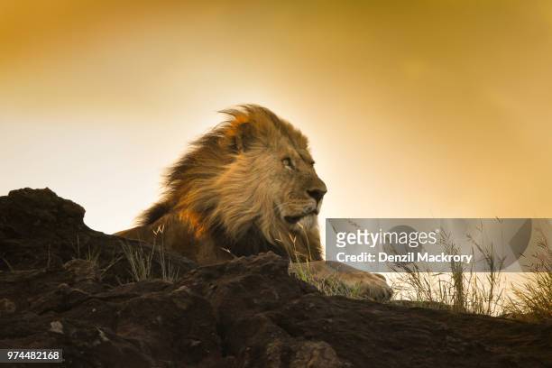 lion (panthera leo) sitting, maasai mara, narok county, kenya - majestic lion stock pictures, royalty-free photos & images
