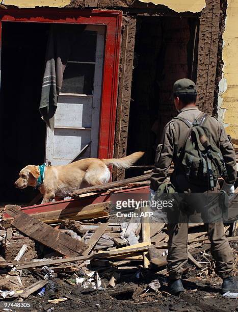 Search dog negociates the heaps of rubble in a devastated area of Constitucion, some 300 km south of Santiago, March 4, 2010. The official death toll...